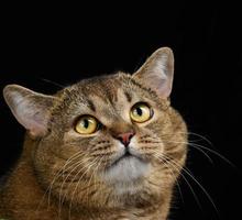 Porträt einer erwachsenen schottischen geraden Katze foto