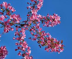 Zweig der dekorativen Kirsche mit rosa Blüten foto