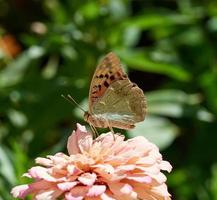 Schmetterling Argynnis Pandora sitzt auf einer rosa Knospe der Zinnia-Blume foto