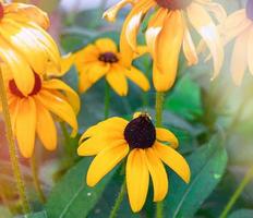 Verblassende gelbe gelbe Rudbeckia, Nahaufnahme foto