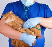 tierarzt in blauer uniform und sterilen latexhandschuhen hält und untersucht eine große flauschige rote katze foto