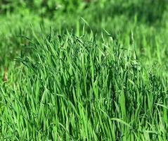 frisches grünes gras mit langen blättern foto