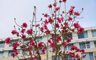 felix jury magnolie blühender baum. Schöne Magnolien-Riesenblumen vor Haus und blauem Himmelshintergrund aus nächster Nähe. foto