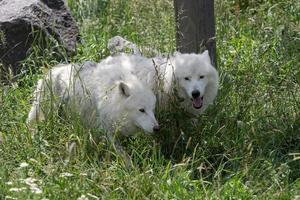 Polarwölfe genießen die Morgensonne canis lupus arctos foto