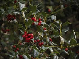 fleischbesen oder ruscus aculeatus pflanzen hintergrund foto