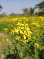 Senfblumenbilder kostenlos herunterladen foto