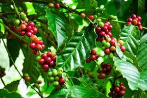 reife Kaffeepflanzen, die bereit sind, geerntet zu werden. foto