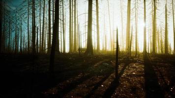 verbrannte Bäume nach Lauffeuer mit Verschmutzung und viel Rauch foto