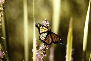 ein Monarch-Schmetterling in einem Ontario-Garten. foto