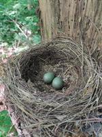 Ein Paar blaue Vogeleier in einem Nest im Wald auf einem Baum. foto