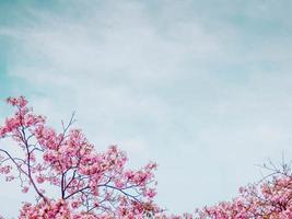 rosa tabebuia Blumenblüte gegen blauen Himmel foto
