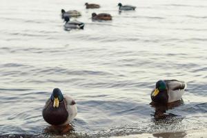 nahaufnahme enten, die im teichkonzeptfoto schwimmen foto