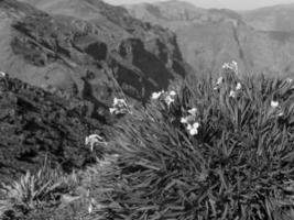 die Insel Madeira foto