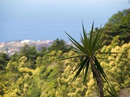 Insel Madeira in Portugal foto