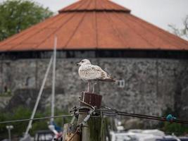 die Insel Korsika foto