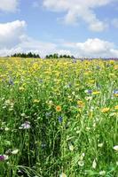 Blumen blühen unter dem Himmel foto