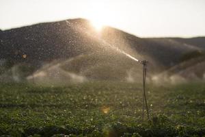 Bewässerungssprinkler in einem Basilikumfeld bei Sonnenuntergang foto