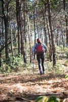 Rückseite der Frauen, die mit Rucksack durch einen Kiefernwald wandern foto