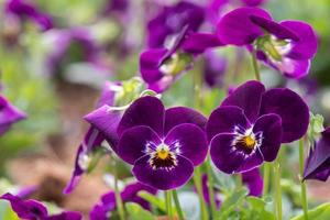 Gruppe von Stiefmütterchen im Garten zur Frühlingszeit foto