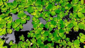 schöne und erstaunliche grüne Wasserpflanze foto