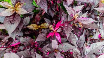 schöne und atemberaubende rote Blätter als Hintergrund foto