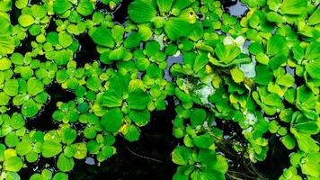 schöne und erstaunliche grüne Wasserpflanze foto