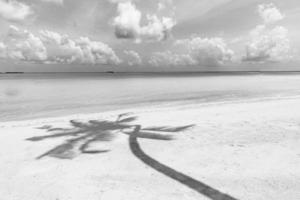 schönes Palmenblatt auf weißem Hintergrund. künstlerisches Schwarz-Weiß-Bild, Palmenschatten auf weißem Sand. abstrakte strandlandschaft, sommerferien und urlaubskonzept. Meereslandschaft oder Landschaft foto