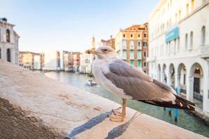 Lustiges Urlaubs- und Reisefoto der Möwe, die auf einem Steinzaun in Venedig über dem Canal Grande auf der Rialtobrücke sitzt. berühmtes europäisches touristenziel foto