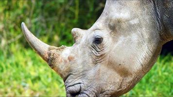 geheimnisvolle Tierwelt 2 foto