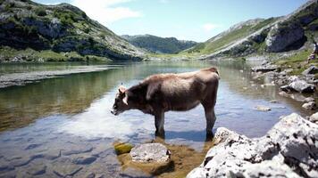 geheimnisvolle Tierwelt 2 foto