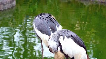 geheimnisvolle Tierwelt 2 foto