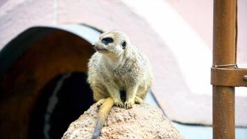 geheimnisvolle Tierwelt foto