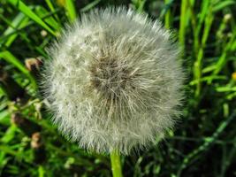 blühender Löwenzahn aus nächster Nähe. Gras Hintergrund foto