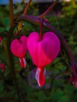 frühlingsblumen einer blutenden herzpflanze-dicentra spectabilis foto