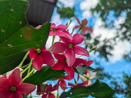 Nahaufnahme der schönen Blume Combretum Indicum foto