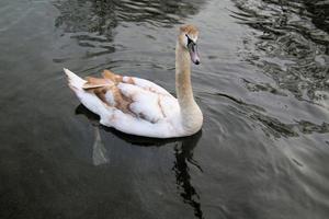 Blick auf einen Höckerschwan foto