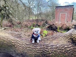 ein blick auf die landschaft von cheshire in peckforton foto