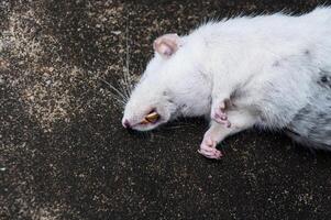 tote weiße Ratten auf dem Boden, die tote Ratte auf einer Straße foto