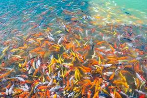 schöne Karpfen-Koi-Fische schwimmen im Teich im Garten foto