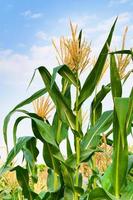 Maisfeld an klaren Tagen, Maisbaum mit blauem bewölktem Himmel foto