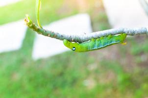 Raupenwurm, der die Natur im Garten frisst foto