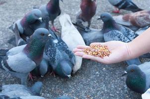 taube frisst von frauenhand im park, füttert tagsüber tauben im park foto