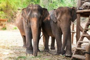 asiatischer elefant im geschützten naturpark in der nähe von chiang mai, nordthailand foto