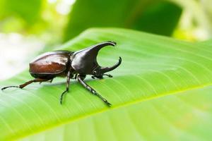 dynastinae oder Nashornkäfer allomyrina dithotomus auf Baum foto