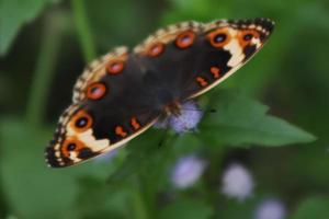 fliegendes insektentier, blumensaugender buckeye-schmetterling mit gemischter schwarzer textur foto