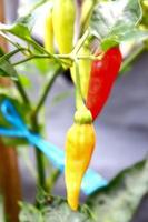 scharfe chilipfefferfarmpflanze, gemüsenahrungspflanze mit roter und gelber farbstruktur foto