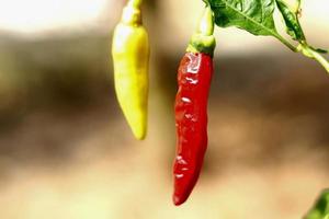 scharfe chilipfefferfarmpflanze, gemüsenahrungspflanze mit roter und gelber farbstruktur foto