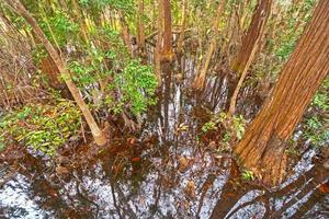 Blick hinunter in das dunkle Wasser eines Zypressensumpfes foto