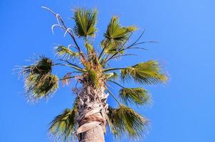 Palme und blauer Himmel foto