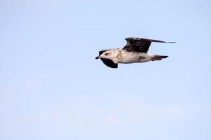 Vogel, der über blauen Himmel fliegt foto